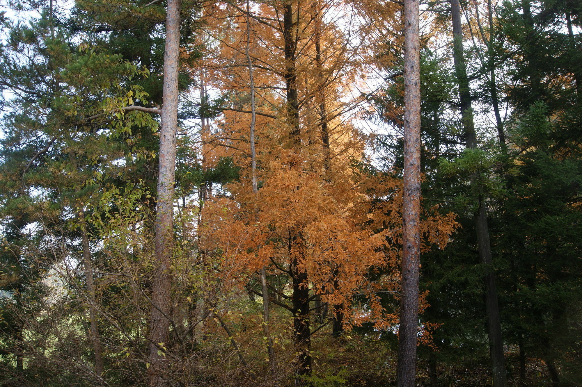 Pension Good Luck Takayama ทาคายาม่า ภายนอก รูปภาพ